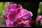 蝴蝶蘭-紫紅18.jpg