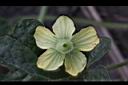 西瓜-雄花萼2.jpg