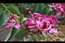 豔紫荊-花8.jpg