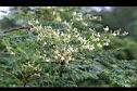 辣木-花8.JPG