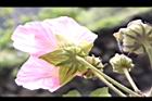 醉芙蓉-花萼05.JPG