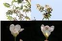 鐘萼木-花1.jpg