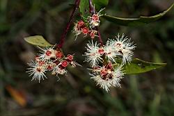 長紅木-花08.JPG