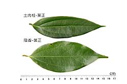 陰香-土肉桂-葉正1.JPG