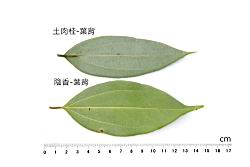 陰香-土肉桂-葉背3.JPG