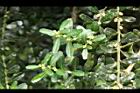 雀舌黃楊-花序11.JPG