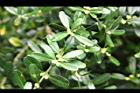 雀舌黃楊-花序12.JPG