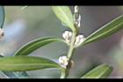 雀舌黃楊-花序2.jpg