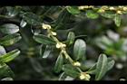 雀舌黃楊-花序8.JPG