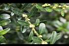 雀舌黃楊-花序9.JPG
