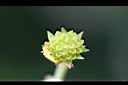 雙花蟛蜞菊-實2.jpg