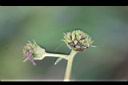 雙花蟛蜞菊-種子1.jpg
