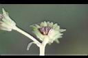 雙花蟛蜞菊-種子2.jpg