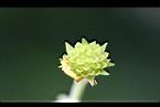 雙花蟛蜞菊-實0.jpg