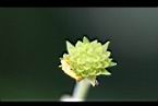 雙花蟛蜞菊-實1.jpg