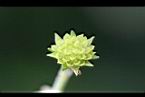 雙花蟛蜞菊-實3.jpg