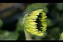 非洲菊-花苞0.jpg