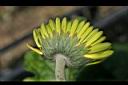 非洲菊-花苞1.jpg