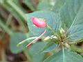 非洲鳳仙-花6.JPG