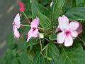 非洲鳳仙-花8.JPG