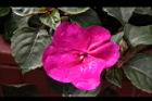 非洲鳳仙花-花-紫紅0.JPG