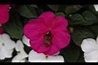 非洲鳳仙花-花-紫紅10.JPG