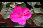 非洲鳳仙花-花-紫紅2.JPG