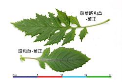 飛機草-葉05.JPG