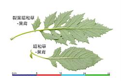 飛機草-葉06.JPG