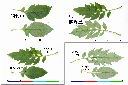 昭和-飛機-葉2.jpg