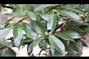 香葉樹-雌花序10.JPG