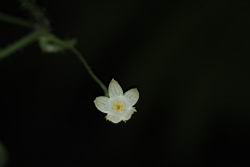 馬皎兒-雌花19.JPG