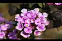 馬纓丹-紫花1.jpg