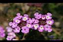 馬纓丹-紫花2.jpg