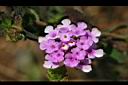 馬纓丹-紫花3.jpg