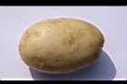 馬鈴薯-塊莖11.JPG