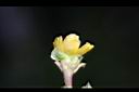 馬齒莧-花萼0.jpg