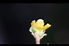 馬齒莧-花萼1.JPG