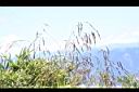 髮草-果序01.JPG