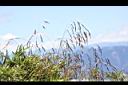 髮草-果序02.JPG
