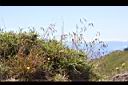 髮草-果序03.JPG