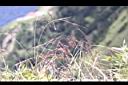 髮草-果序08.JPG