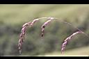 髮草-果穗00.JPG