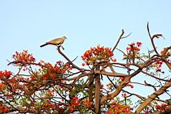 鳳凰木-古巴-花0.JPG