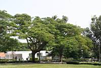 鳳凰木2.jpg