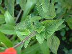 鳳梨鼠尾草25.JPG