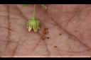 鵝兒腸-種子1.jpg