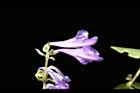 黃芩-花15.JPG