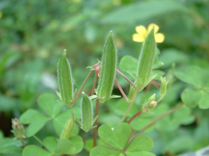 黃花酢醬草