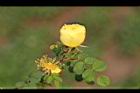 黃薔薇-花苞1.JPG
